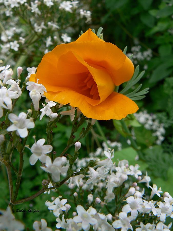 Valerian Perfumed Poppy  Photograph by Barbara St Jean