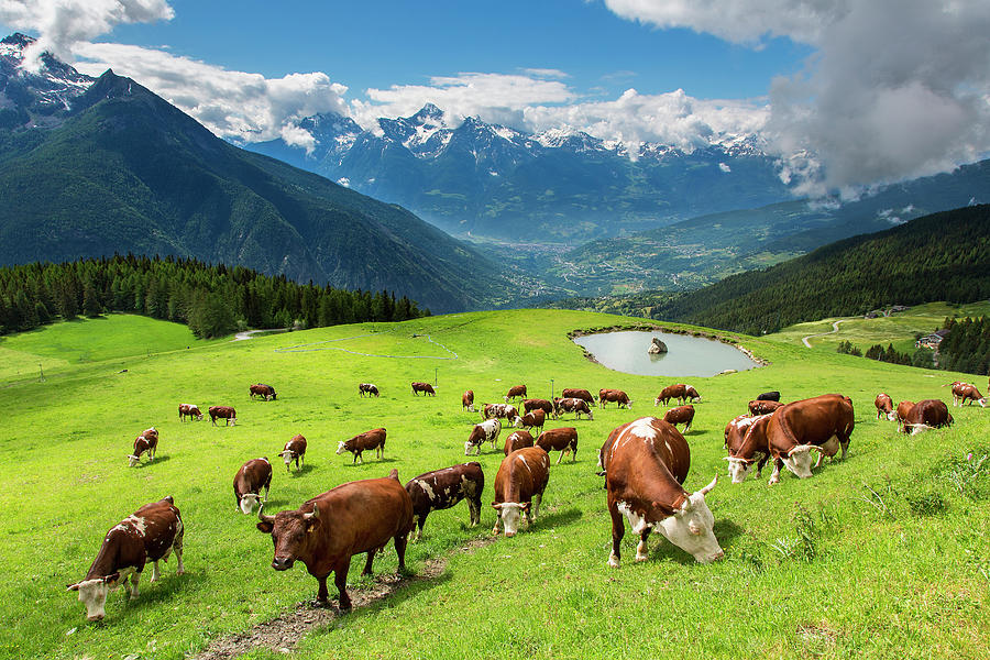 Valle Daosta,cows In Valpelline Valley Photograph by Sylvain Sonnet