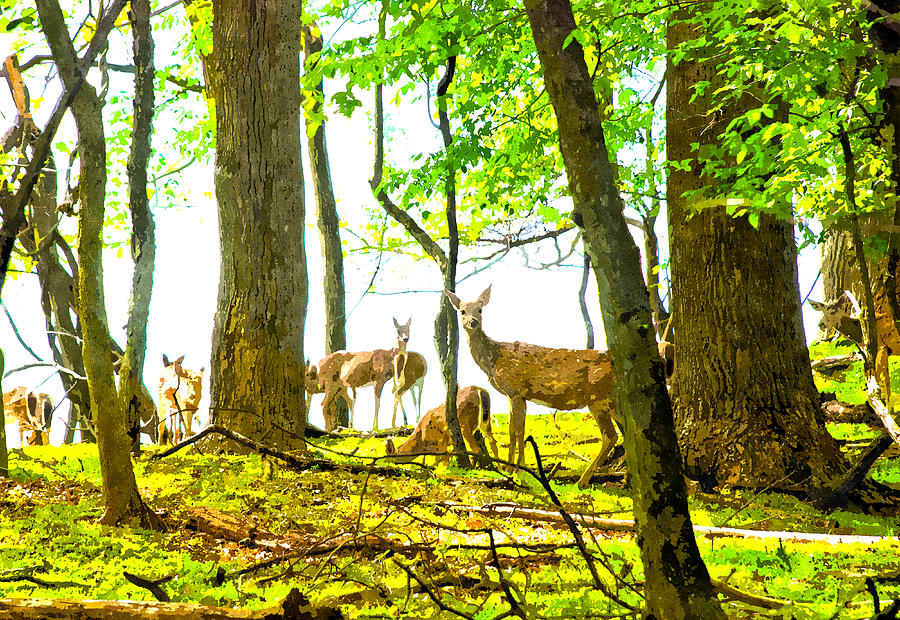 Valley Forge Deer Digital Art by Rick Mosher