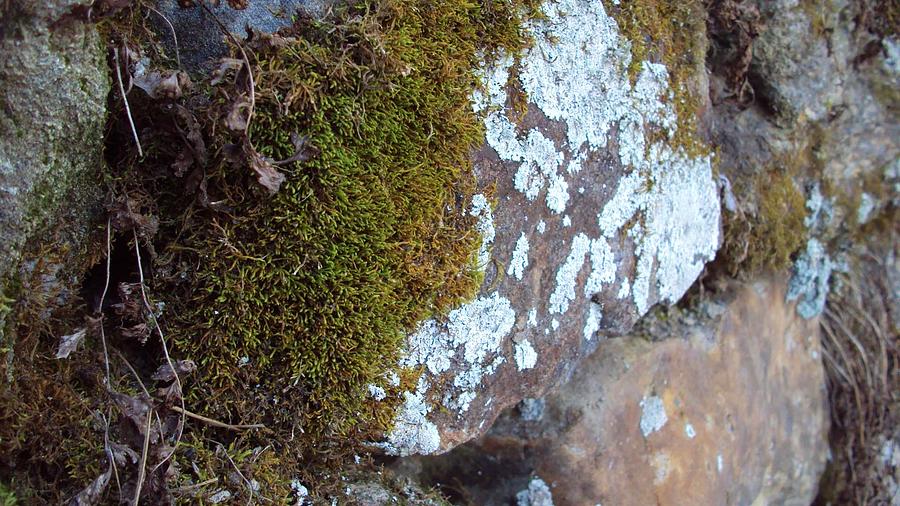 Moss Photograph - Valley Green 6 by Cynthia Harvey Moss Photograph - Valley Green 6 by Cynthia Harvey