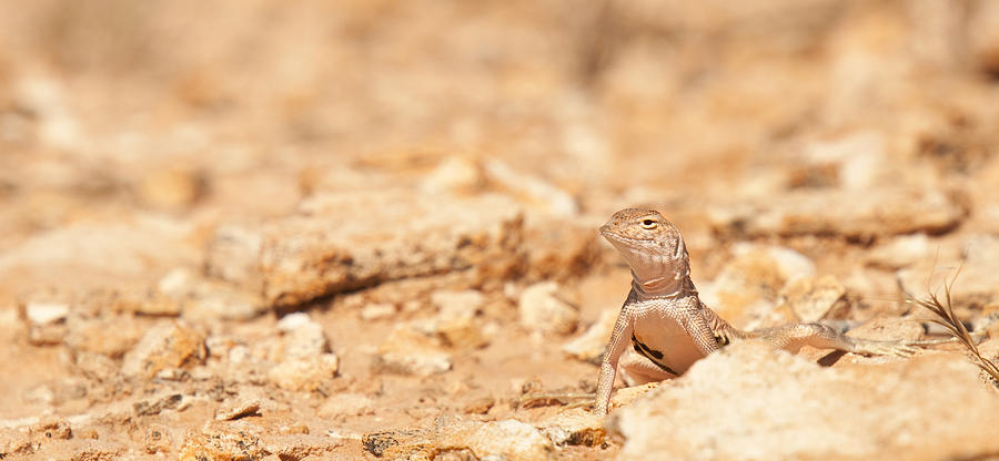 Valley Lizard Photograph by Darren Bradley