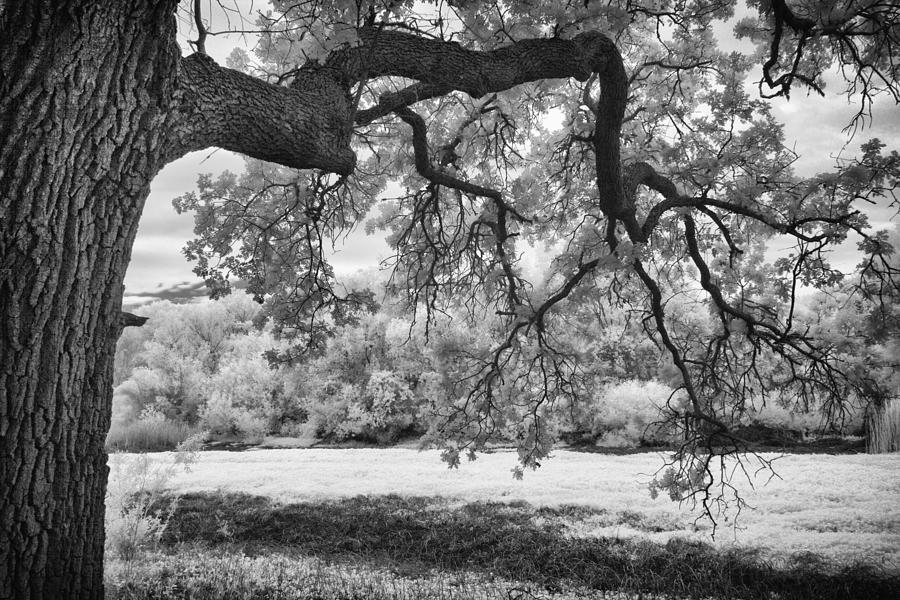 Summer Valley Oak #1 Photograph by Alan Kepler