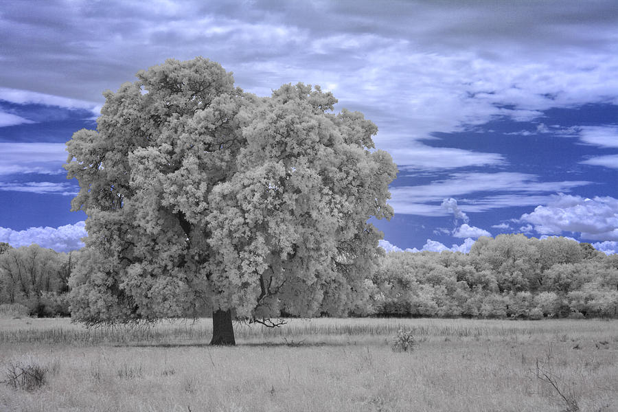 Valley Oak #2 Photograph by Alan Kepler
