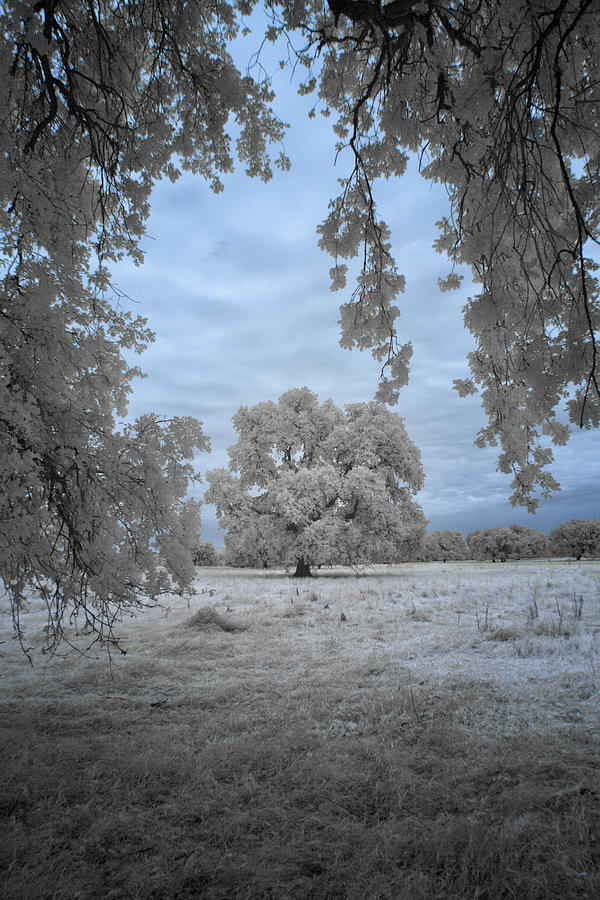 Valley Oak #3b Photograph by Alan Kepler