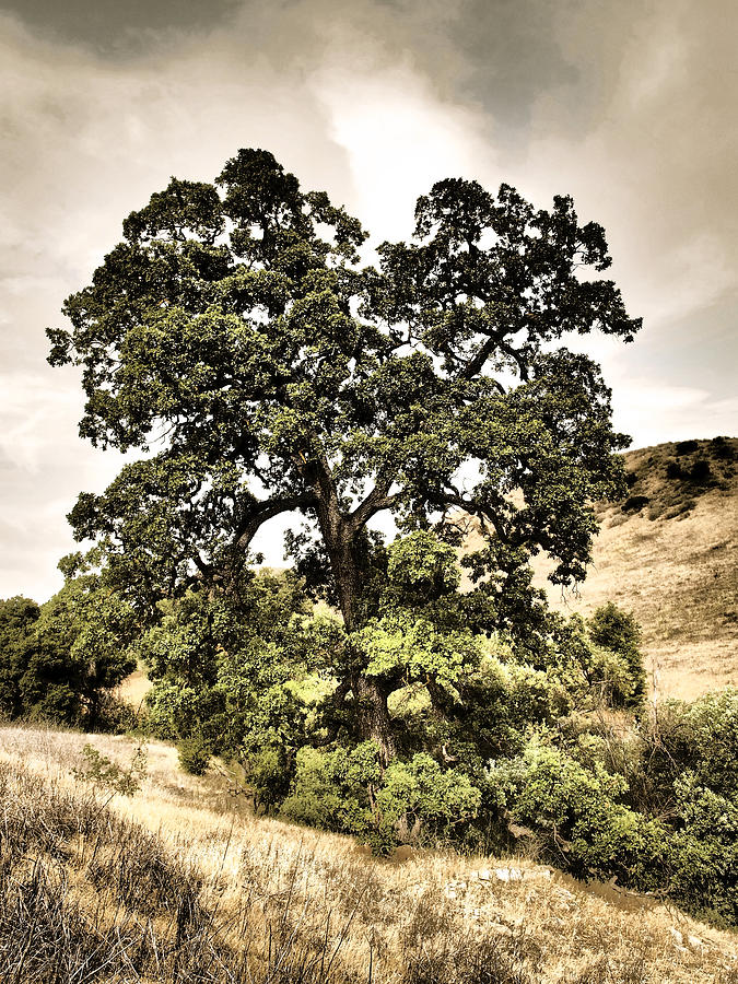 Valley Oak Photograph by Parrish Todd