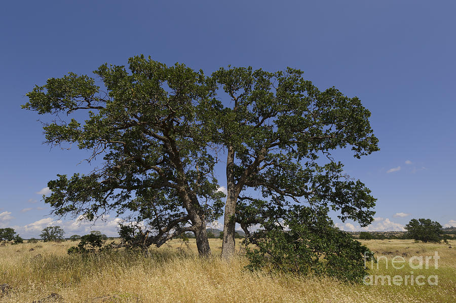 Valley Oak Tree Photograph by John Shaw
