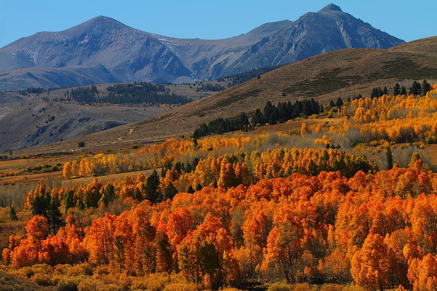 Valley of autumn colors at Conway Summit in the Eastern Sierras Photograph by Jetson Nguyen