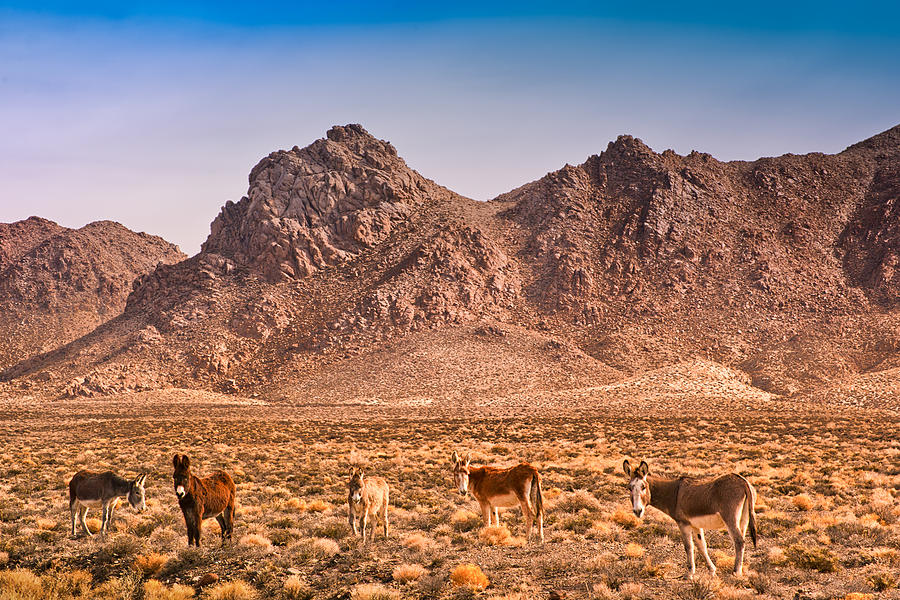 Valley of the Burros Photograph by Janis Knight