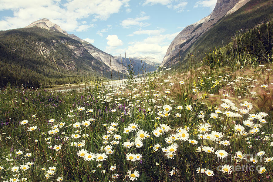 Valley of wild flowers in the Rocky Mountains Photograph by Sandra Cunningham