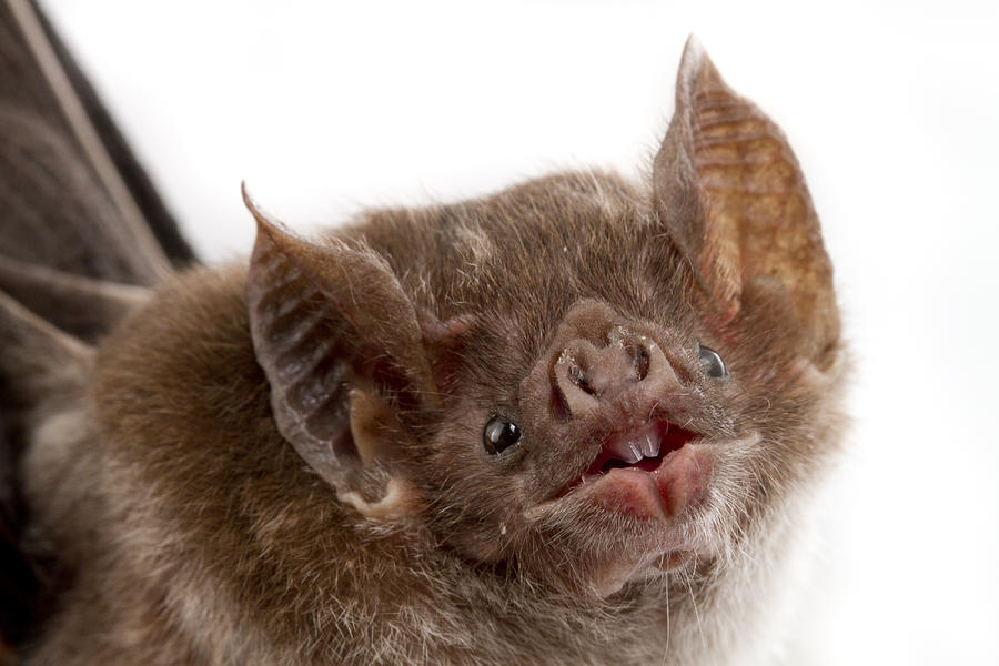 Vampire Bat Suriname Photograph by Piotr Naskrecki