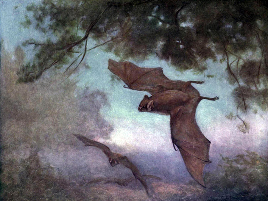 Vampire Bats, 1909 Photograph by British Library