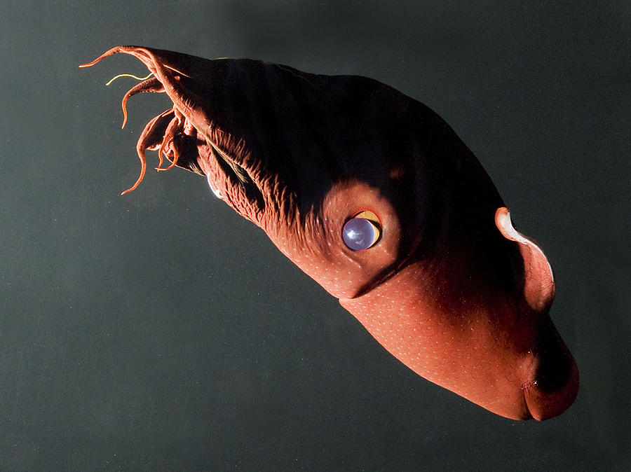 Vampire Squid Photograph by Steve Downer
