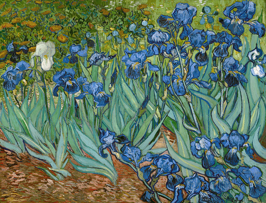 Van Gogh Iris, 1888 Painting by Granger