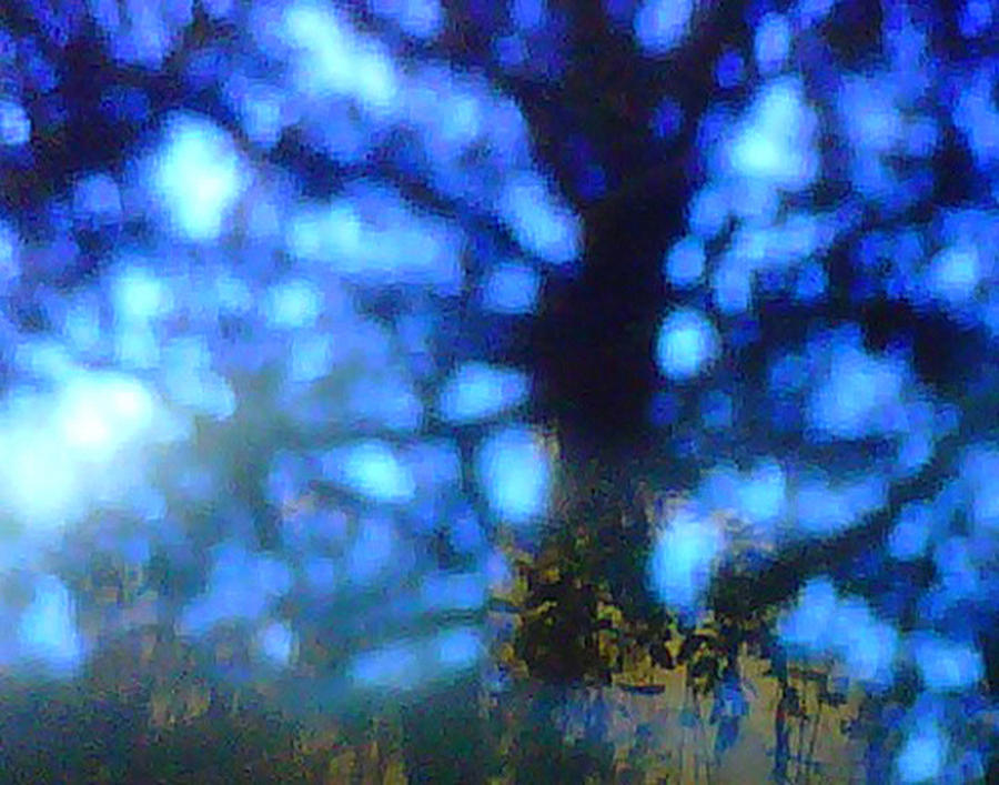 Van Gogh Tree Photograph by Linda N  La Rose