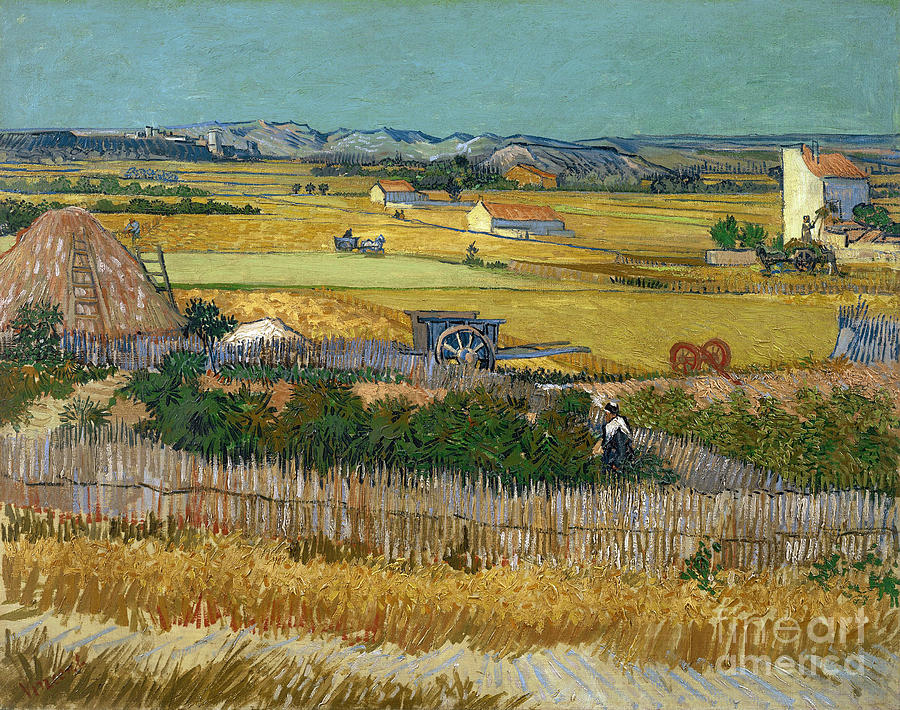 Van Gogh Wheatfield 1888 Painting by Granger