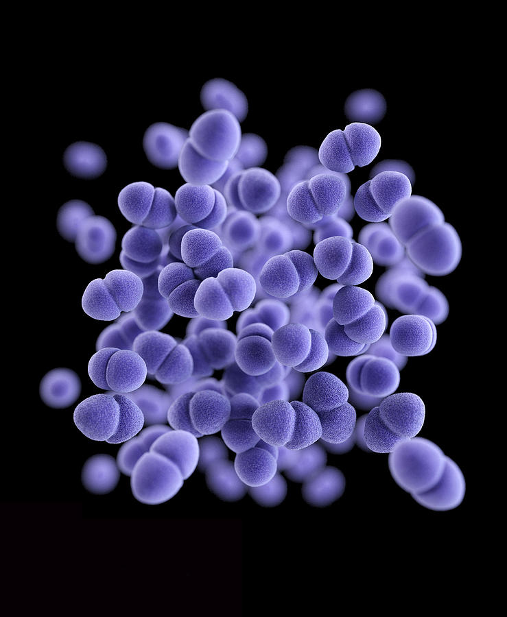 Vancomycin-resistant Enterococcus Photograph by Science Source