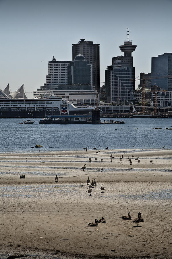 Geese Photograph - Vancouver Harbor by Stanley Park at Low Tide by Randall Nyhof