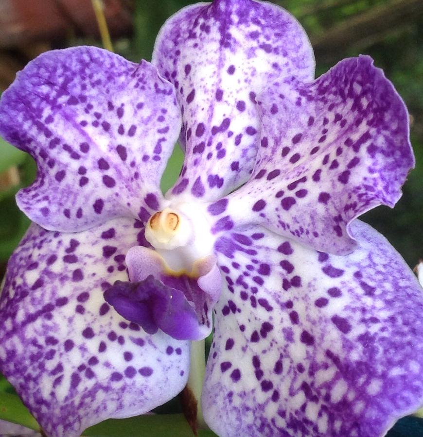 Vanda Kultana Blue Photograph by Debra Tryon