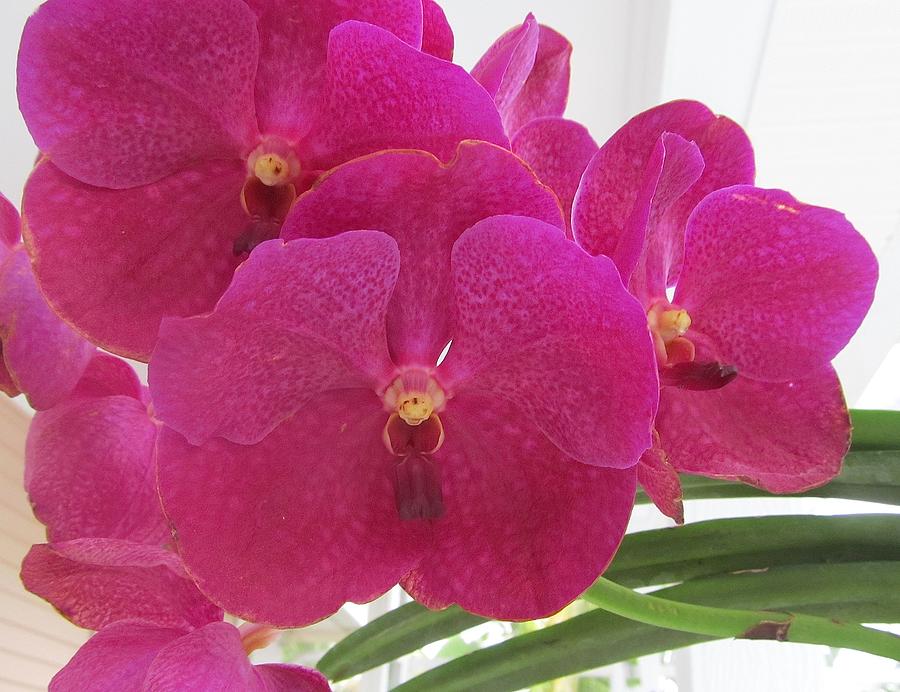 Vanda Orchid Flowers Photograph by Melinda Saminski