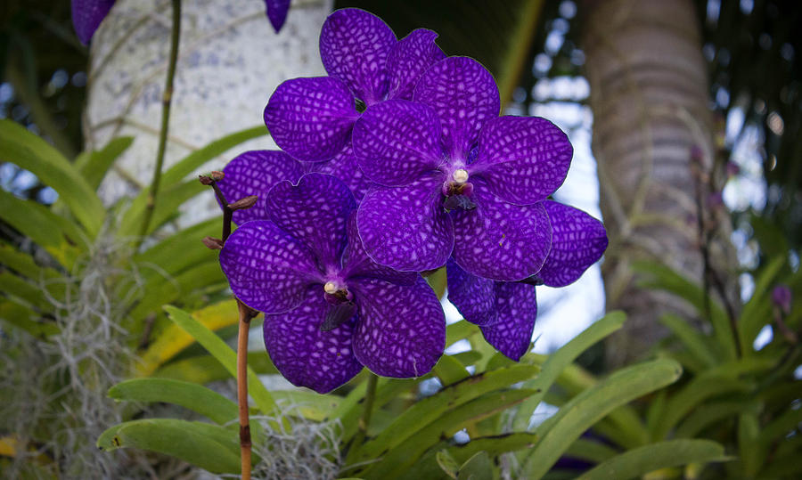 Vanda Orchid Photograph by George Kenhan