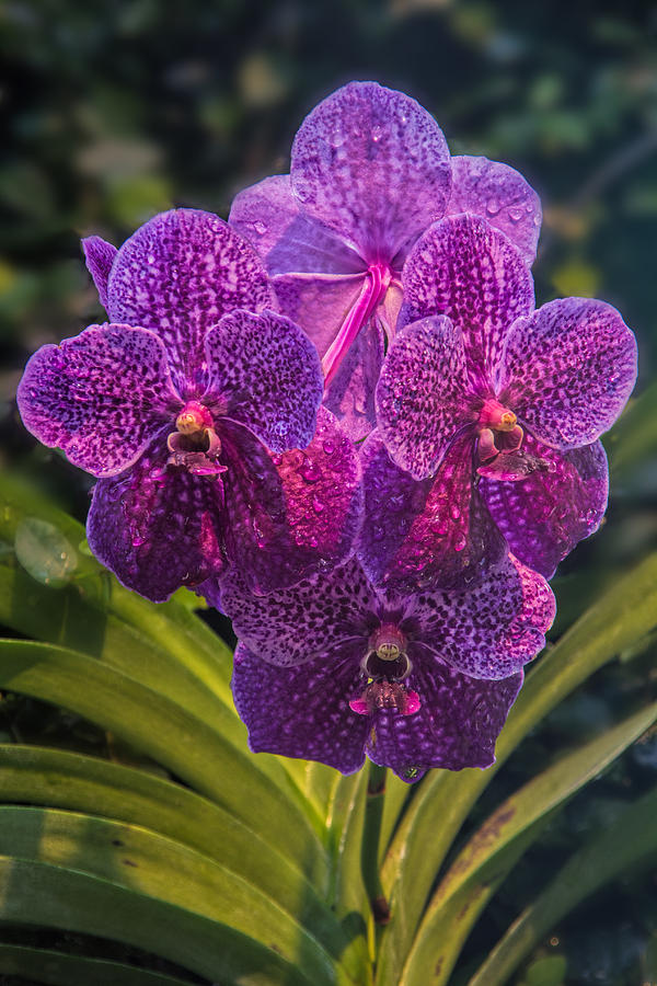 Vanda Orchid Photograph by Jemmy Archer