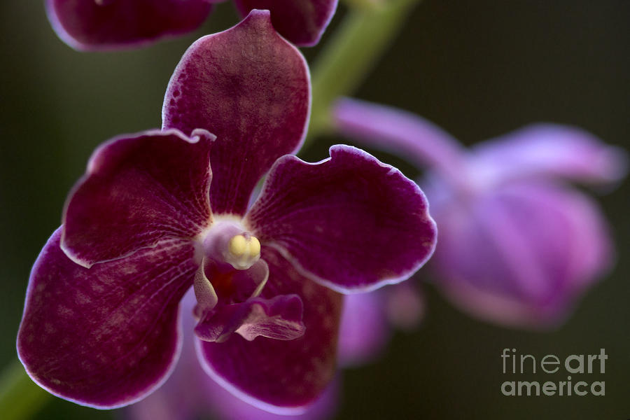 Vanda Orchid Photograph