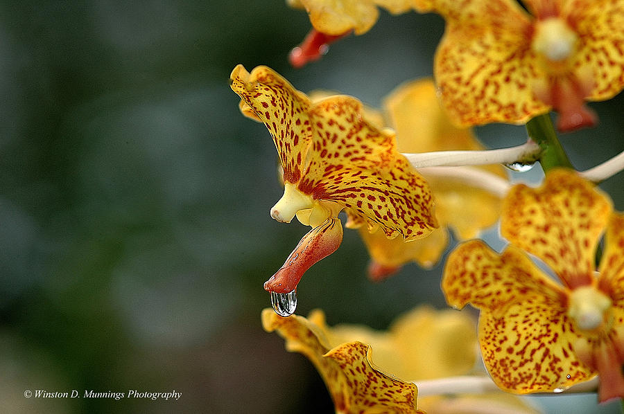 Vanda Orchid Photograph by Winston D Munnings