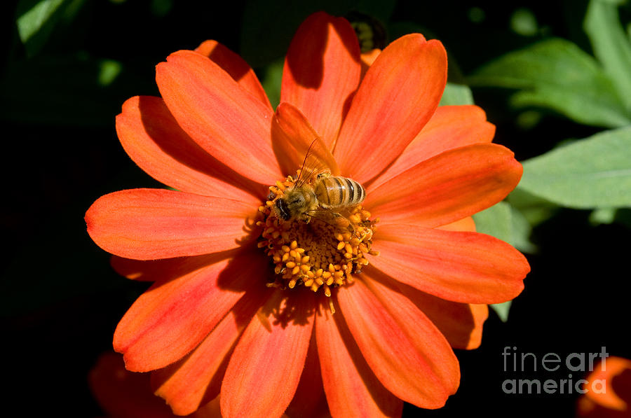 Flower Photograph - VanDusen Botanical Garden 16 by Terry Elniski