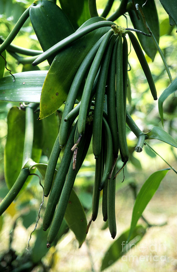 Vanilla Beans Photograph by Tierbild Okapia