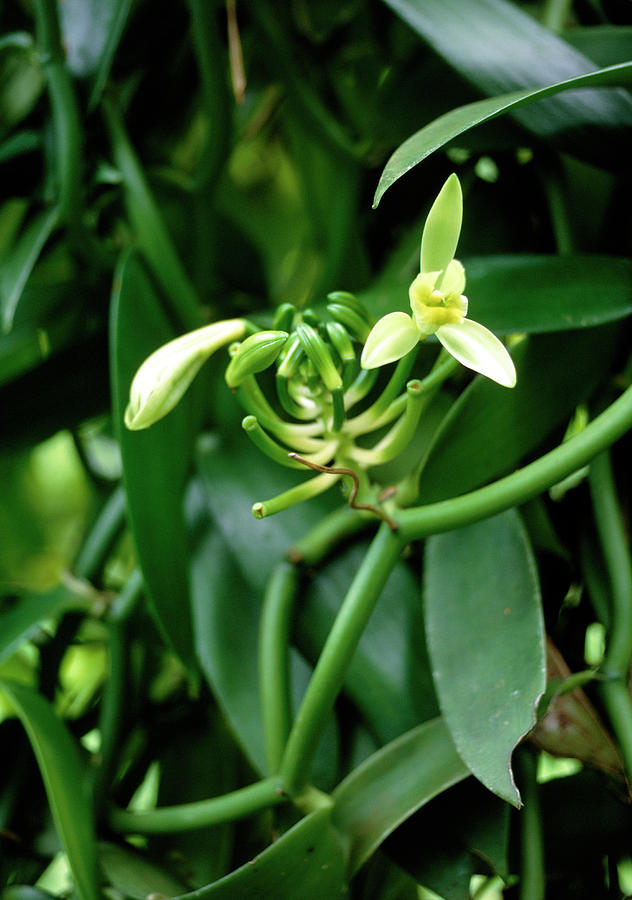 Vanilla Fragrans. Photograph by D R Jackson/science Photo Library