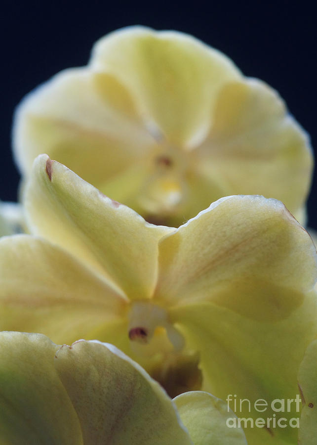 Vanilla Orchid Photograph by Rudi Prott