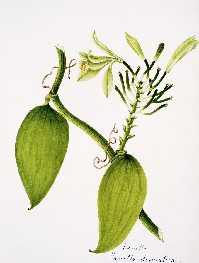 Vanilla Plant Flowers Photograph by Natural History Museum, London/science Photo Library