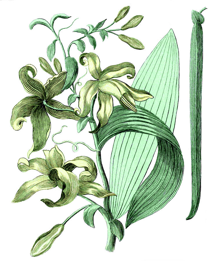 Vanilla Plant Photograph by Sheila Terry/science Photo Library