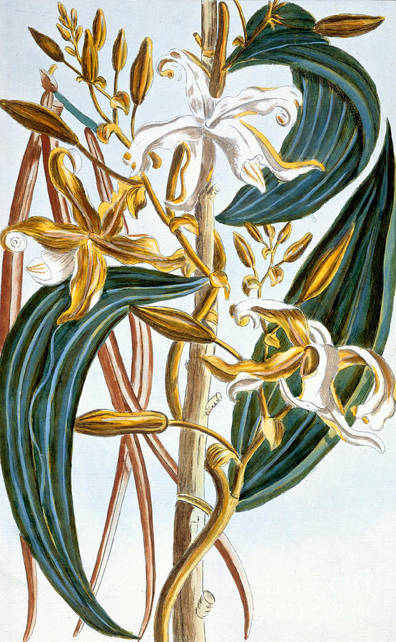 Still Life Painting - Vanilla pods by Pierre-Joseph Buchoz