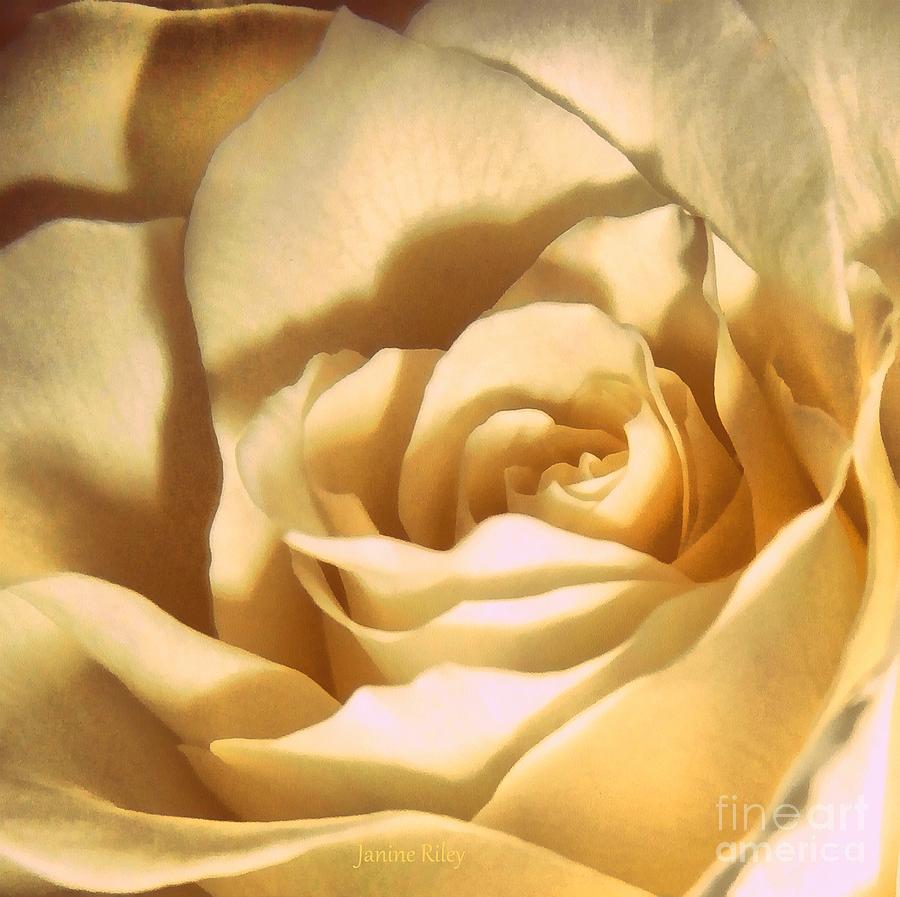 Vanilla Rose  Photograph by Janine Riley