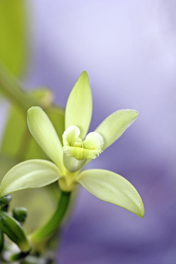 Vanilla (vanilla Planifolia) Photograph by Dan Sams/science Photo Library