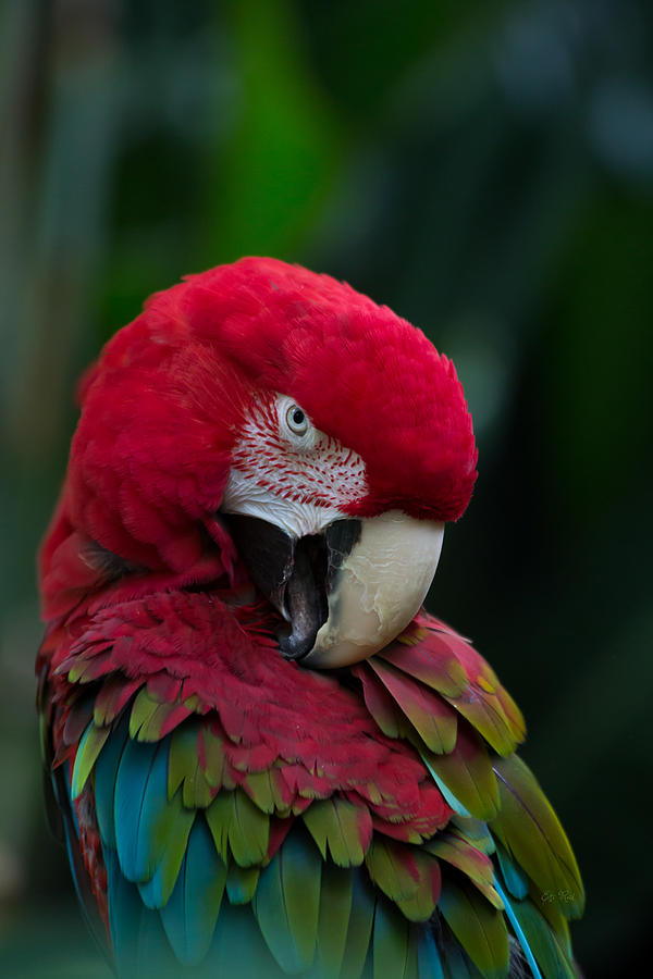 Vanity-close up of a green winged macaw Photograph by Eti Reid