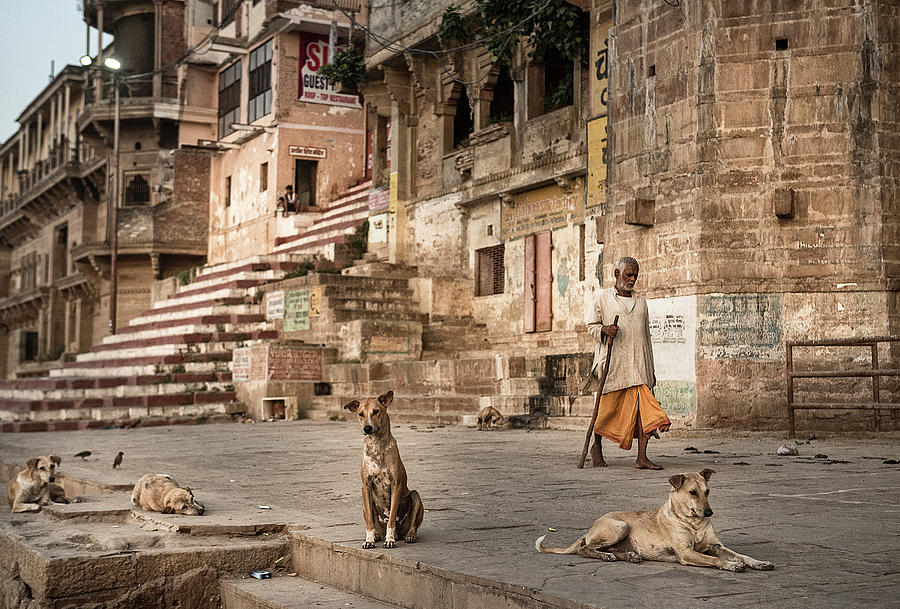 Dog Photograph - Varanassi by Andrei Nicolas -