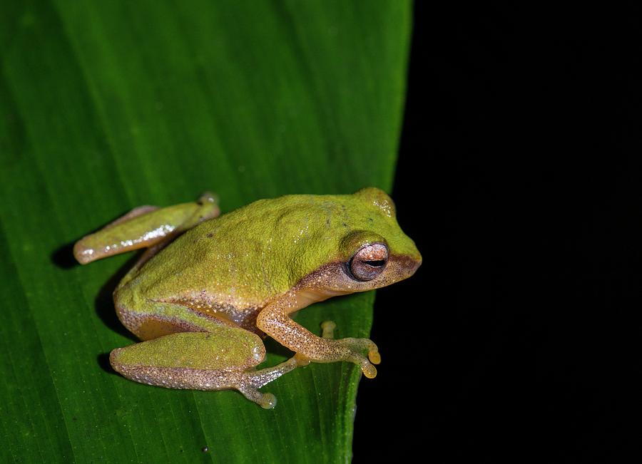 Variable Bush Frog Photograph by K Jayaram/science Photo Library