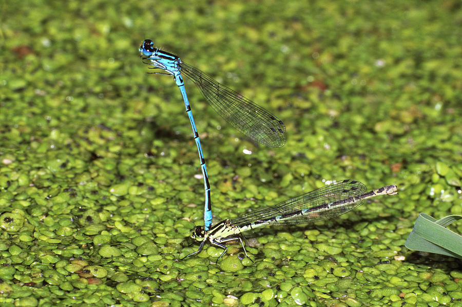 Variable Damselflies Photograph by M F Merlet/science Photo Library