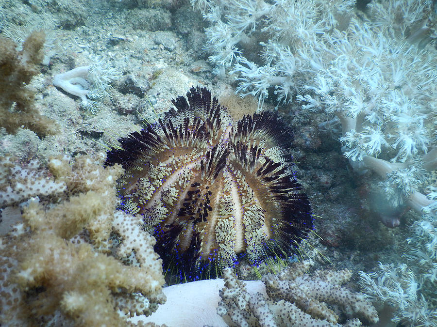 Variable Fire Urchin Photograph by Carleton Ray