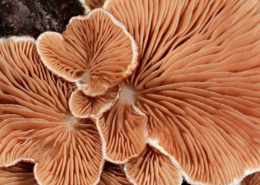 Variable Oysterling Fungus Gills Photograph by Nigel Downer/science Photo Library