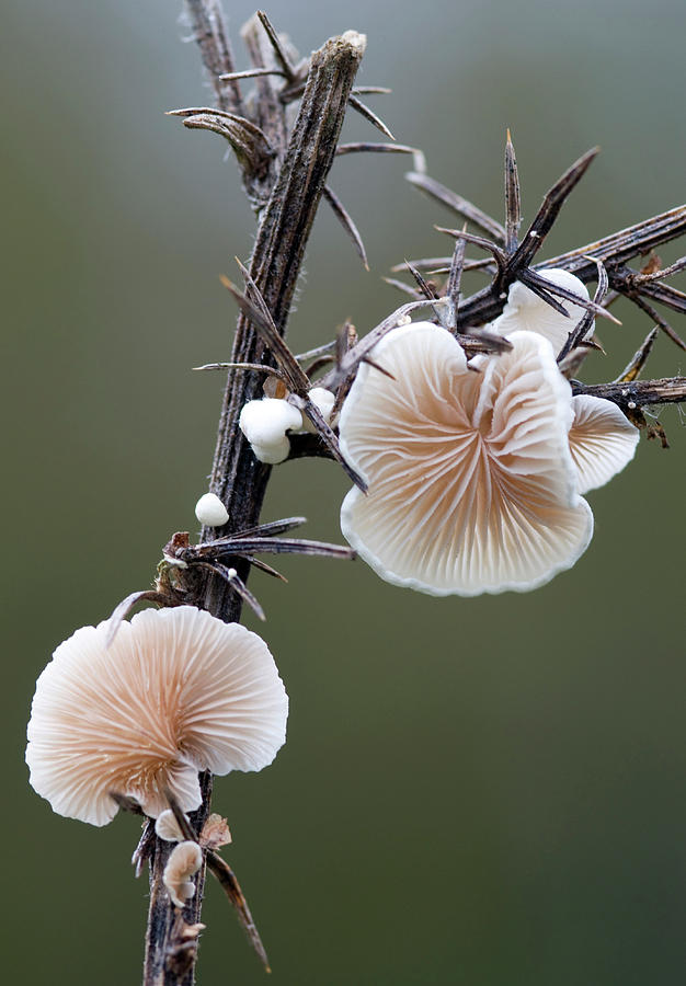 Variable Oysterling Fungus Photograph by Nigel Downer
