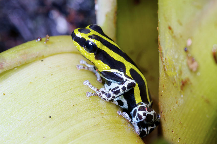 Variable Poison Frog Photograph by Dr Morley Read - Pixels