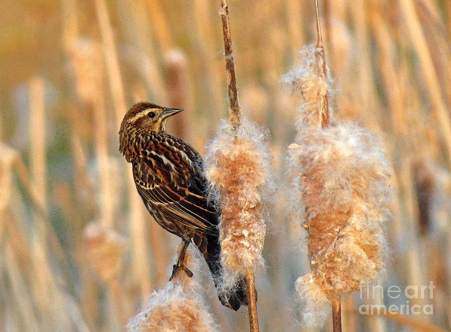 Variations on A Female Red Winged Blackbird Photograph by Chris Anderson