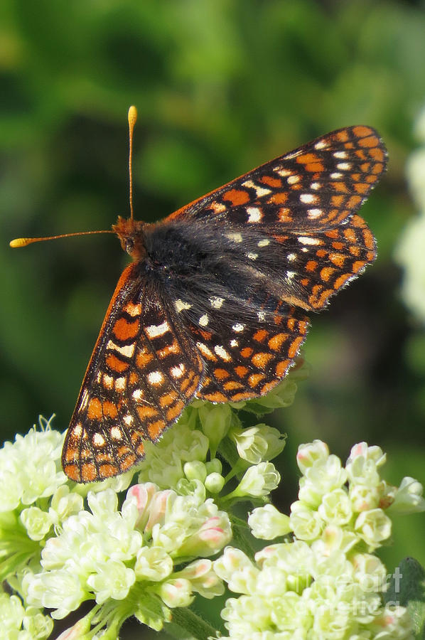 Butterfly Photograph - Varied Checkerspot by Frank Townsley