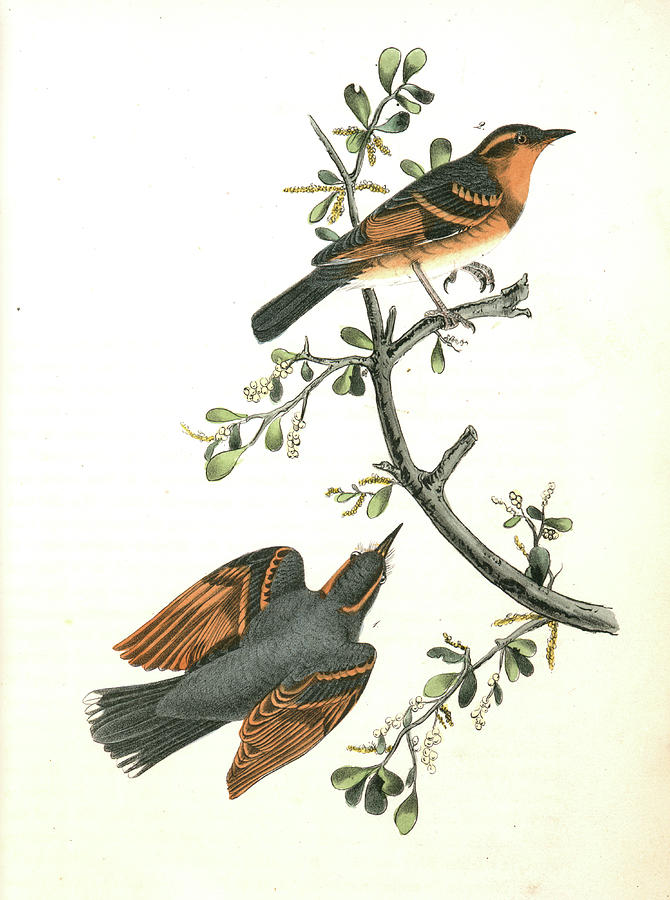 Bird Drawing - Varied Thrush . 1. Male. 2. Female. American Mistletoe by Artokoloro