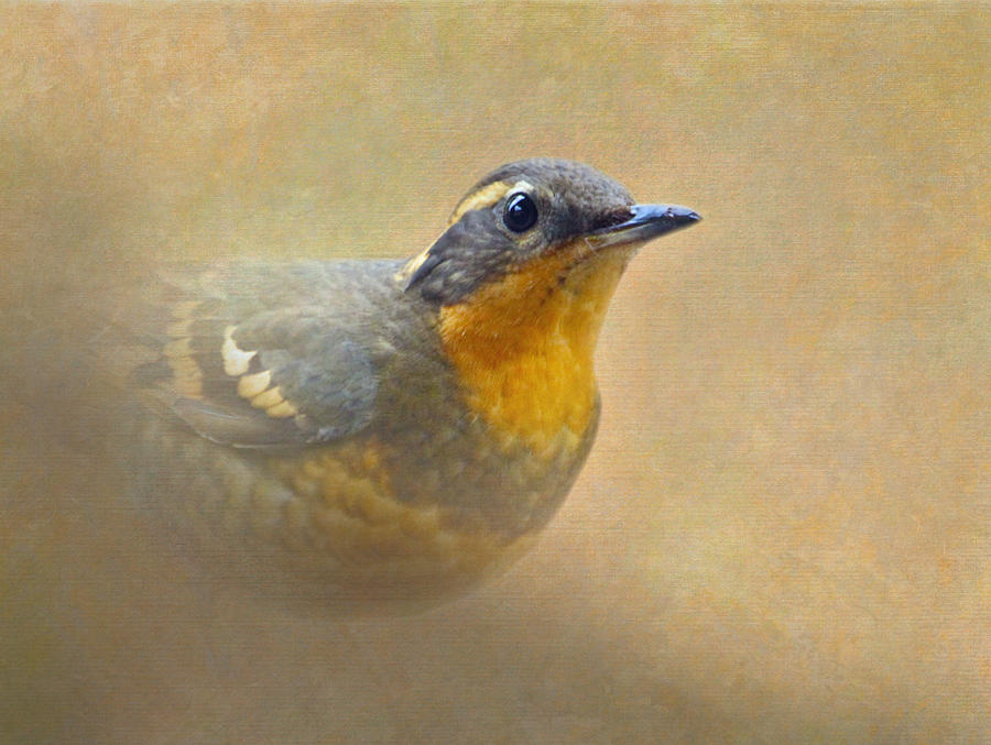 Varied Thrush Photograph by Angie Vogel