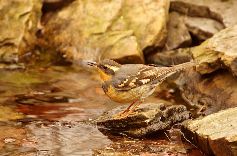 Varied Thrush by Pond Photograph by Sandy Keeton