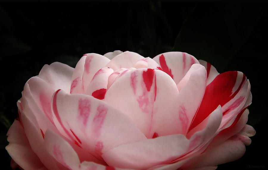 Variegated Camellia Photograph by Deborah Smith
